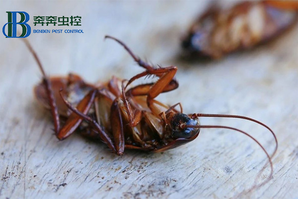 驅除蟑螂小妙招