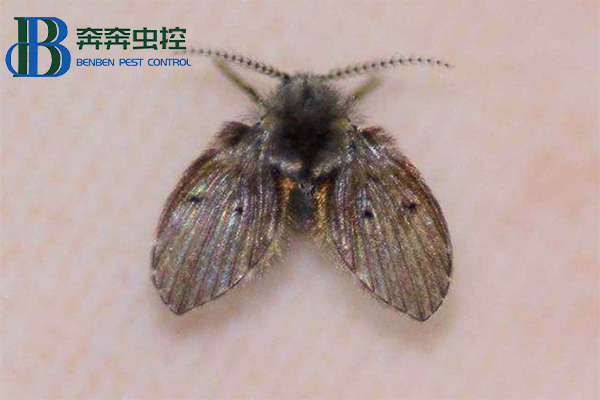衛生間里來了蛾蠓怎么辦？