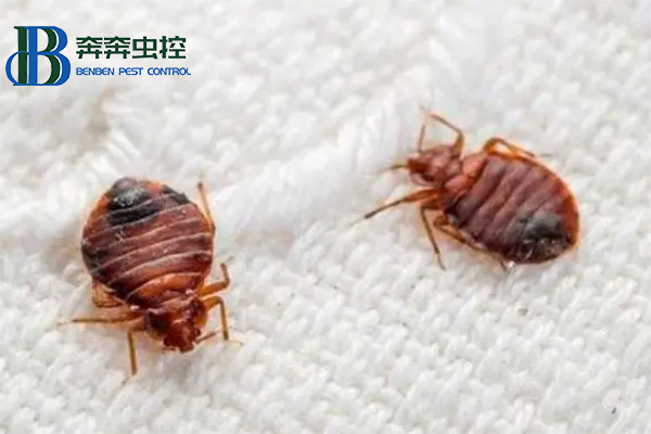 臭蟲怎么防 被叮咬后怎么辦？