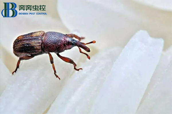 米象出沒，如何防治？