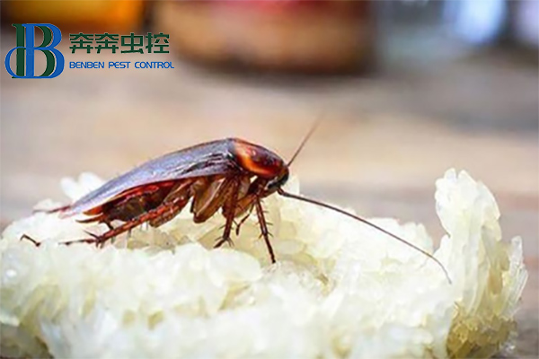 蟑螂這么強，怎樣才能徹底消滅蟑螂？