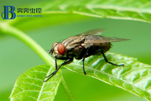 ?消滅蒼蠅，你知道有多少招嗎？