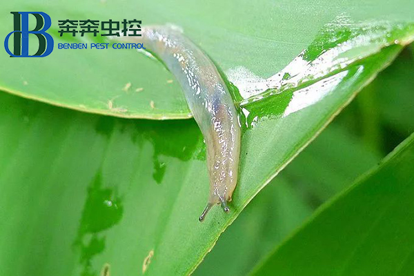 雨后蛞蝓出沒，防治有妙招！