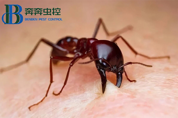 紅火蟻有多可怕？如何防治！