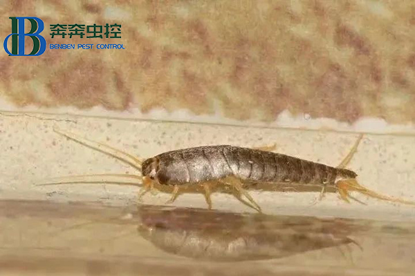 夏季如何控制及預防衣魚蟲？