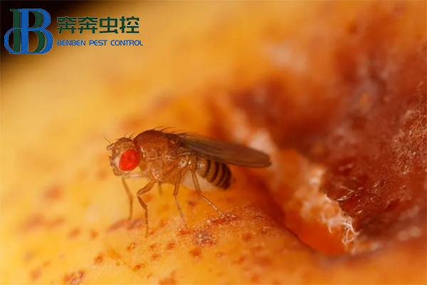 果蠅的危害與防治，果蠅怎么消滅？