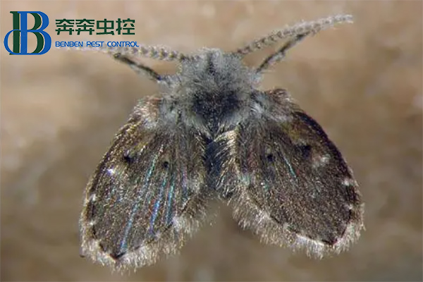 下水道蛾蠓幼蟲長什么樣？蛾蠓怎么消滅？