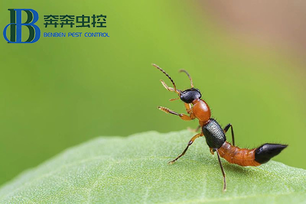 夏日蚊蟲多，小心隱翅蟲！