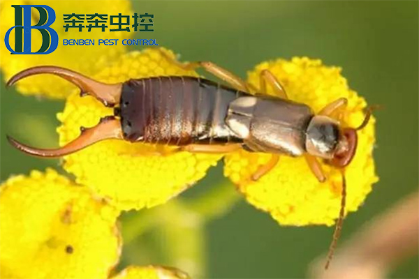 驅除蠼螋的小妙招