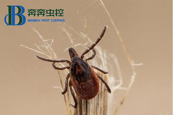 蜱蟲如何正確防治？