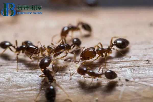 如何防治紅火蟻？讓上海滅蟲公司來告訴你！