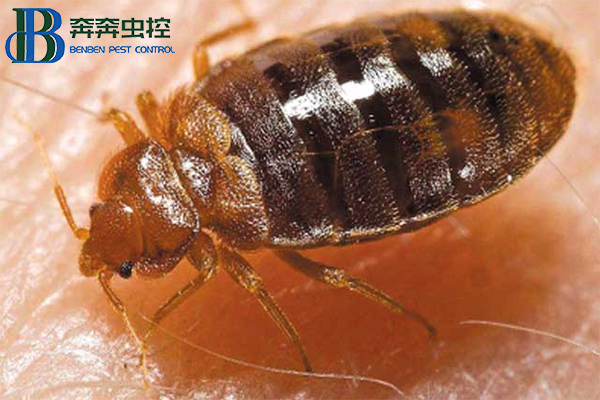 家里的臭蟲是怎么來的？