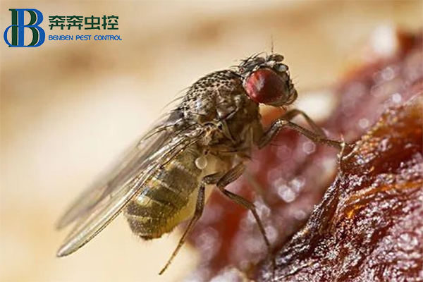 果蠅是怎么來的？怎么消滅果蠅？