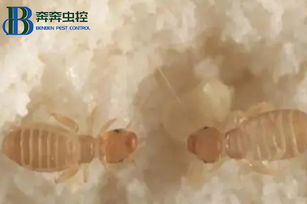 家里為什么有書虱？書虱如何治？