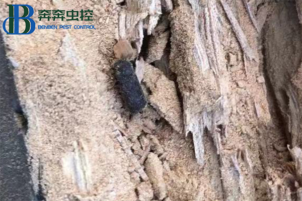 實木家具發現粉蠹蟲應該如何防治
