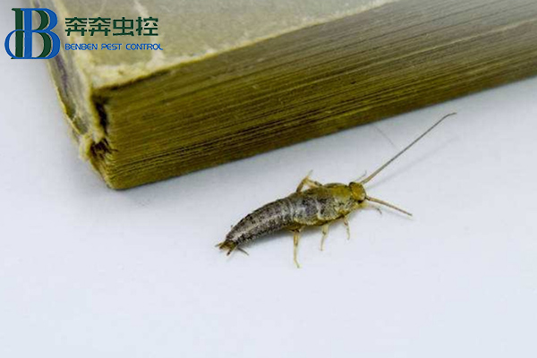 家里有衣魚蟲怎么辦？