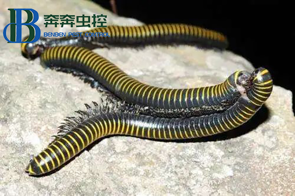 為什么會大量出現馬陸？