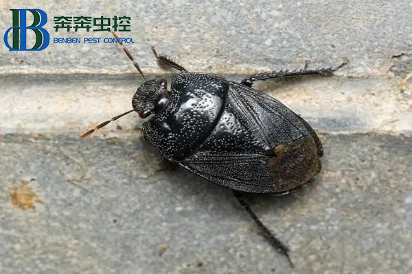 不速之客黑殼蟲，是土蝽別怕！