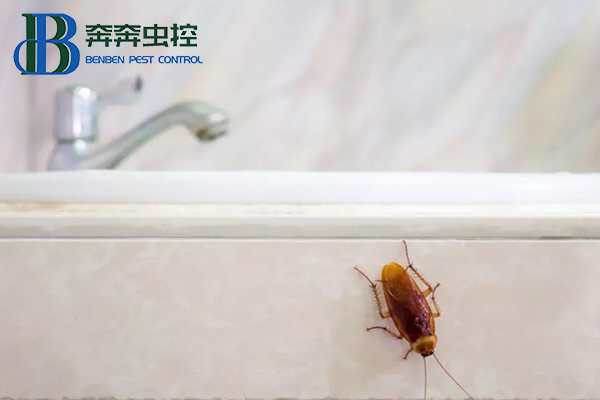 蟑螂怎么徹底消滅？讓上海蟲控公司來告訴你！