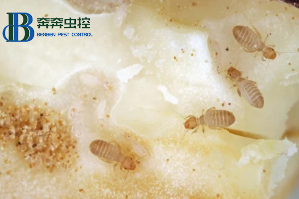 家里為什么有書虱？書虱如何治？