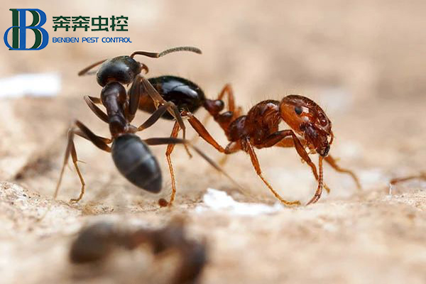 紅火蟻的預防與控制