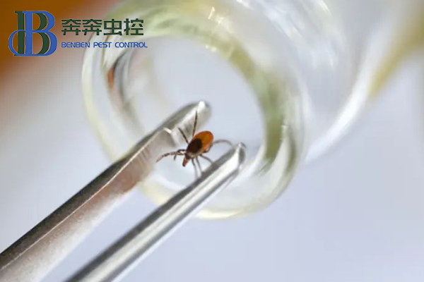 親近大自然，謹防被蜱蟲“叮”上