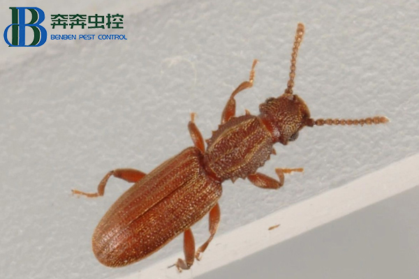 鋸谷盜有危害嗎？如何防制？