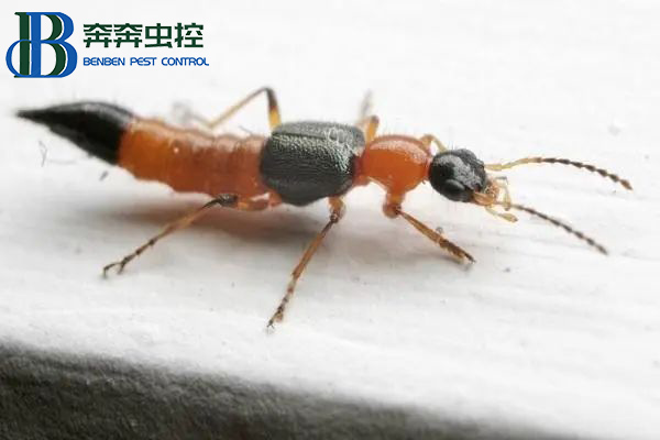 有只小蟲拍不得，一起來認識隱翅蟲！