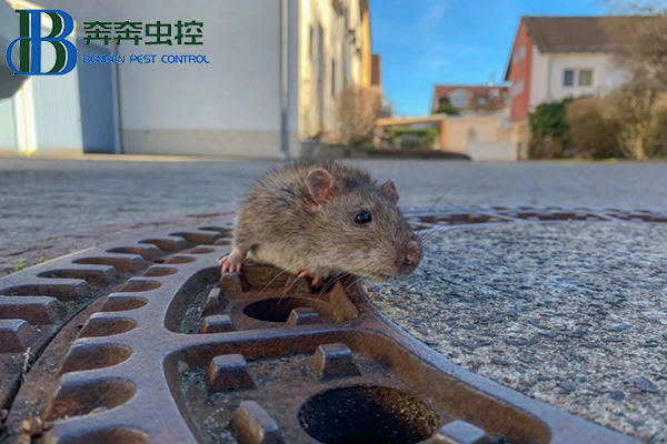 滅老鼠有效的方法有哪些？