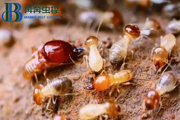 家中出現白蟻怎么辦？上海蟲控公司來告訴你！