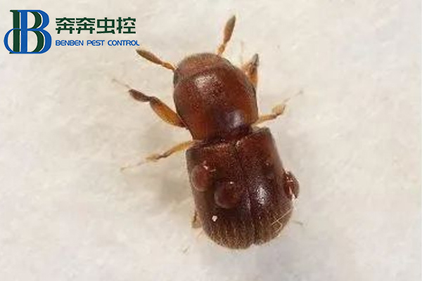 家里木材上發現蛀蟲怎么辦？