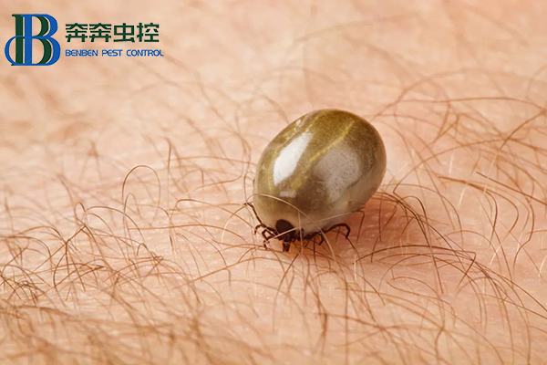 “小黑點，大危害”，蜱蟲叮咬怎么辦？