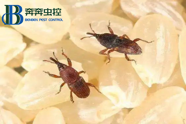 大米中的米象蟲能吃嗎？
