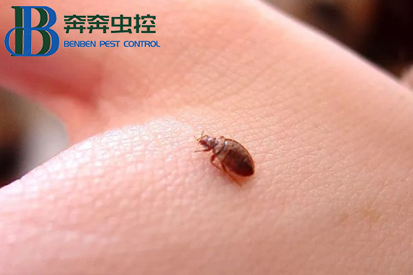 吸血床虱又出現(xiàn)了！多國爆發(fā)，已蔓延至亞洲!