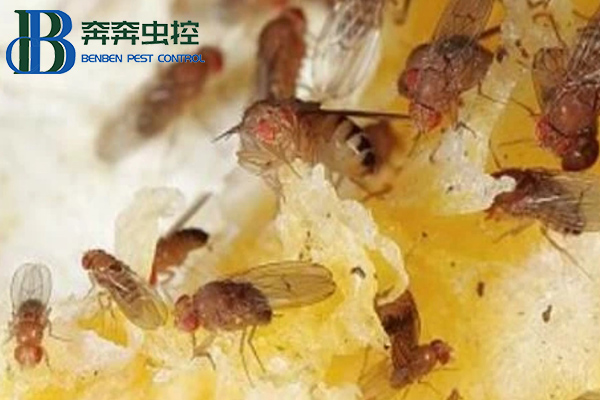 放在家里的水果總是有飛蟲，果蠅該如何消滅？