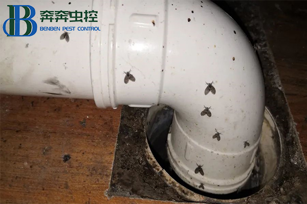 衛(wèi)生間里來了蛾蠓怎么辦？