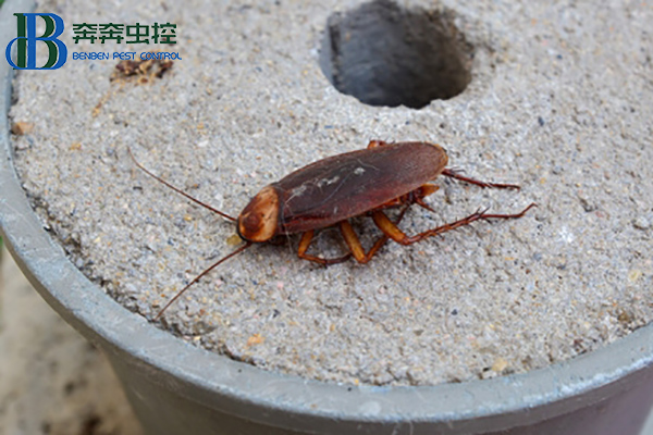 蟑螂這么強(qiáng)，怎樣才能徹底消滅蟑螂？