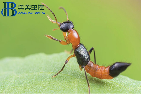 隱翅蟲，你有被它爬過嗎？