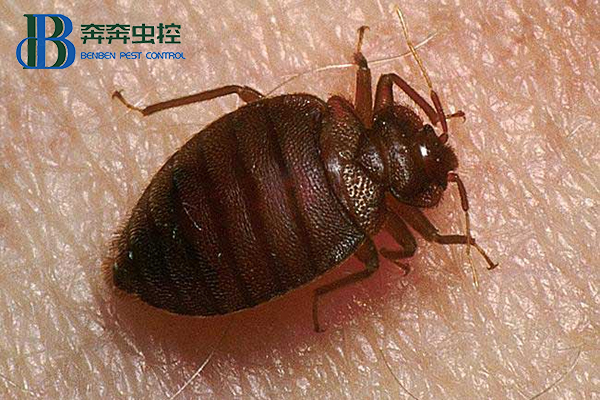臭蟲是什么，對人體有啥危害，預防措施有哪些？