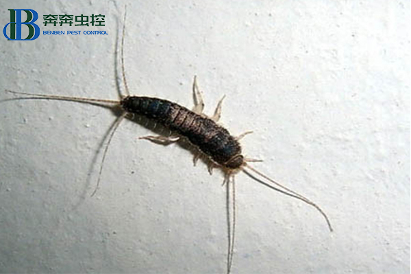 衣魚入侵家中？上海蟲控公司來告訴你！