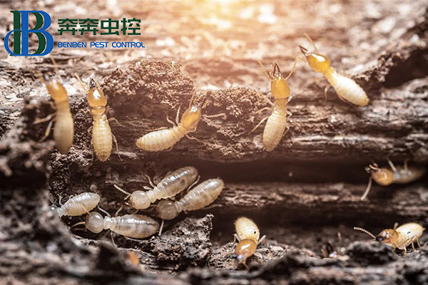 白蟻又要來了！如何防治？