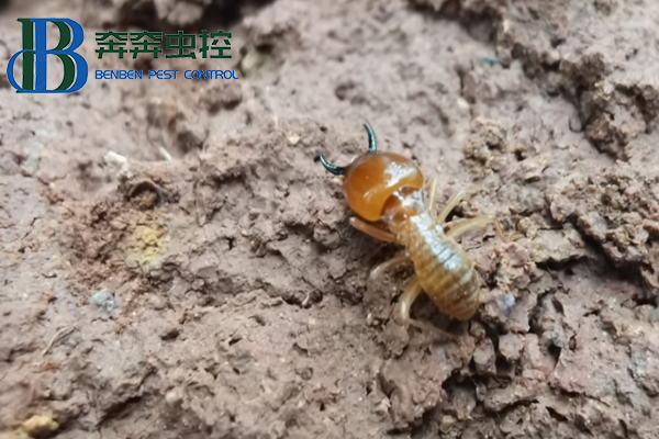 白蟻防治的方法和技術