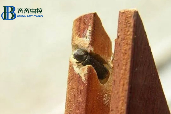 藏在木質(zhì)家具里的蟲子是什么？要怎么消滅？