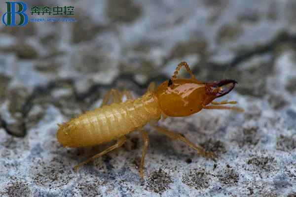 白蟻怎么滅？如何才能更有效的去除白蟻？