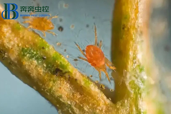 紅蜘蛛防治措施，幾招治住它，簡單高效！