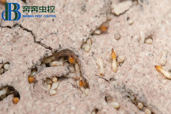 家中發現白蟻怎么辦？