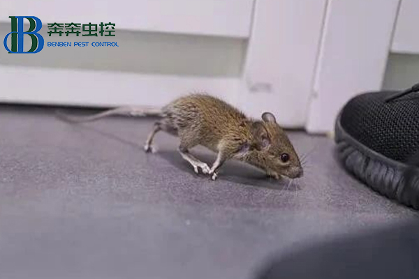 學校食堂的防鼠、滅鼠攻略