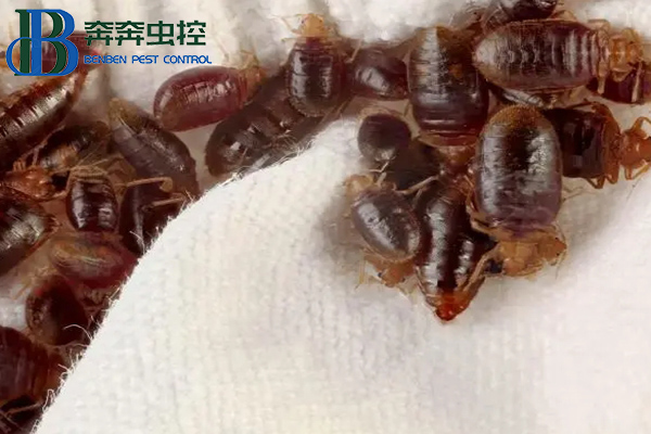 臭蟲從哪里來的，讓上海蟲控公司告訴你！