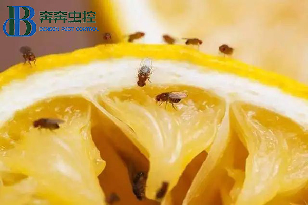屋內亂飛的果蠅如何處理？