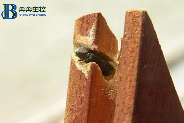 粉蠹預防滅殺方法